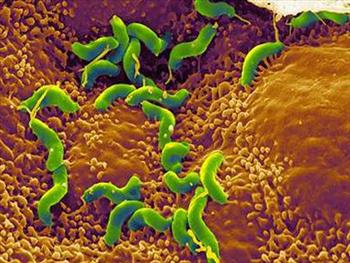 Vi khuẩn H.pylori làm tăng nguy cơ mắc đái tháo đường